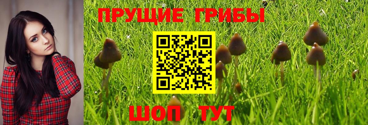 Можга  Галлюциногенные грибы Magic Shrooms  Вход с VPN  Галлюциногенные грибы GOLDEN TEACHER 